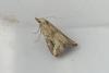 Schrankia costaestrigalis